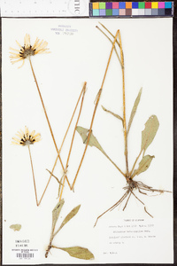 Helianthus heterophyllus image