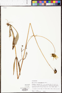 Helianthus heterophyllus image