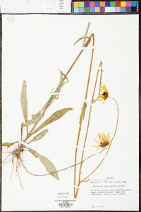 Helianthus heterophyllus image