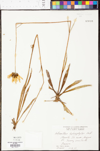 Helianthus heterophyllus image