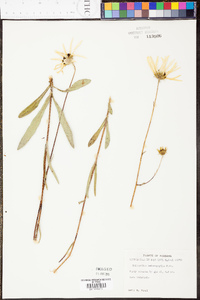 Helianthus heterophyllus image