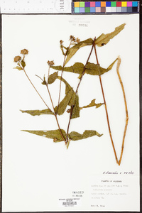 Helianthus divaricatus image