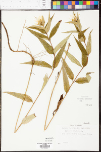 Helianthus divaricatus image