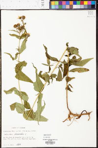 Helianthus divaricatus image