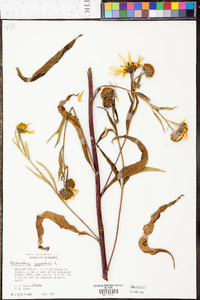 Helianthus microcephalus image