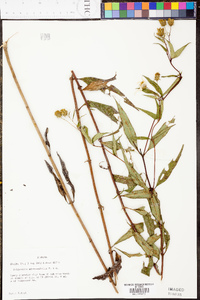 Helianthus microcephalus image