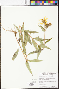 Helianthus hirsutus image