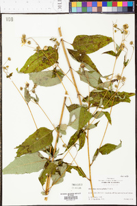 Helianthus microcephalus image