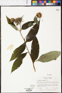 Helianthus resinosus image