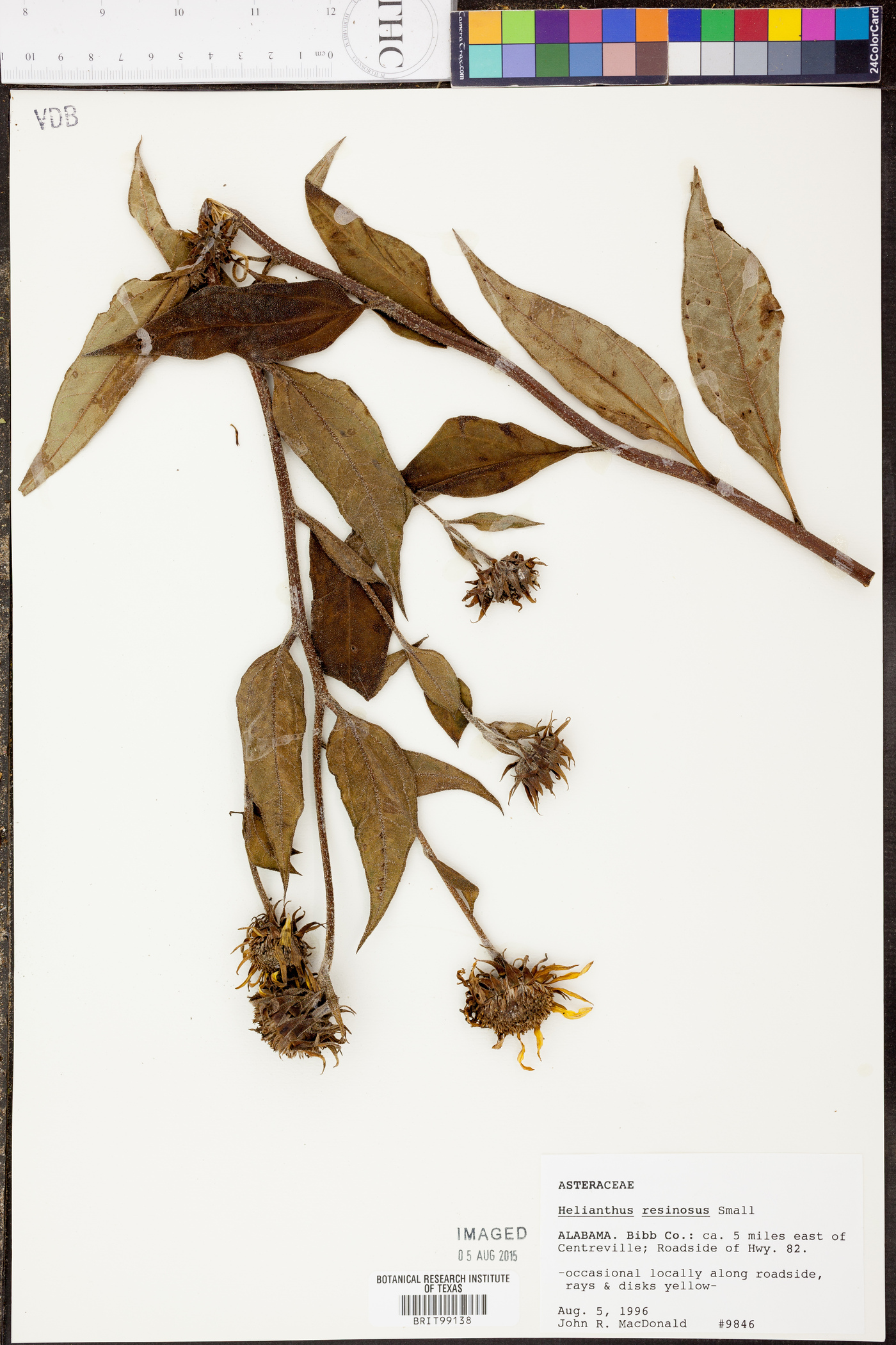 Helianthus resinosus image