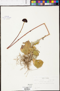 Helianthus radula image