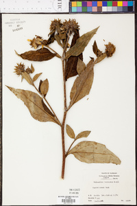 Helianthus resinosus image