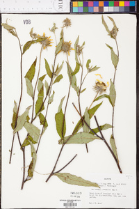 Helianthus resinosus image