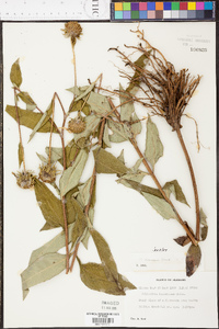 Helianthus resinosus image