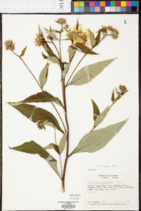 Helianthus resinosus image