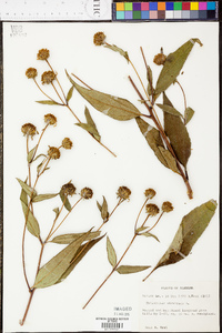 Helianthus strumosus image