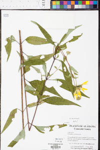 Helianthus strumosus image