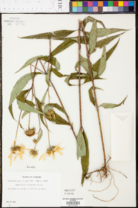 Helianthus strumosus image