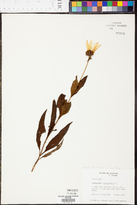 Helianthus strumosus image