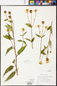 Helianthus strumosus image