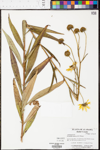 Helianthus simulans image