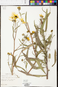 Helianthus simulans image