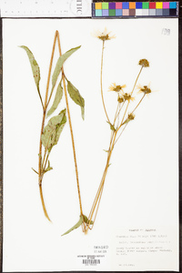 Helianthus longifolius image