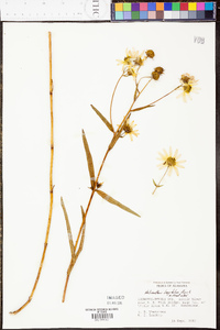 Helianthus longifolius image