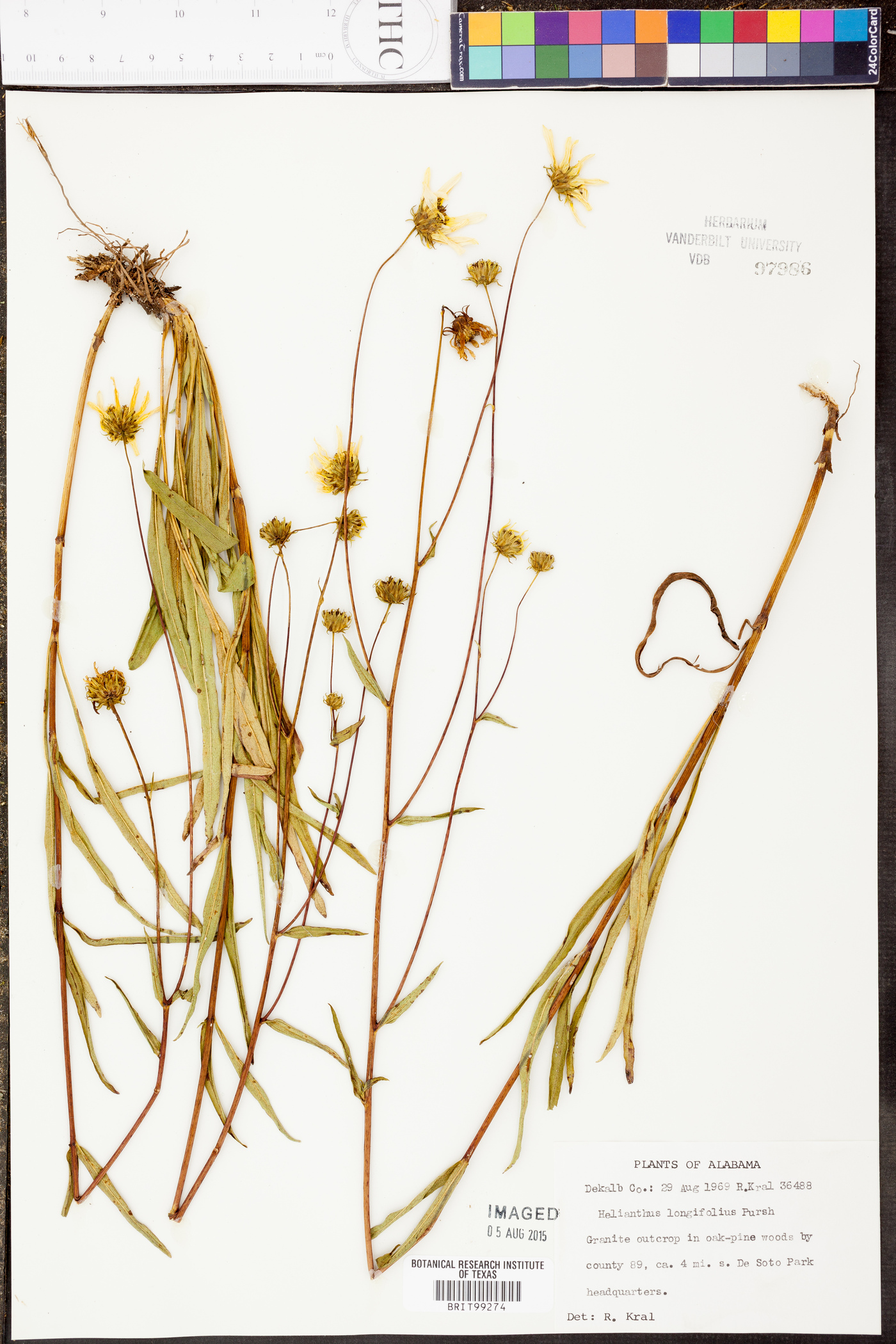 Helianthus longifolius image