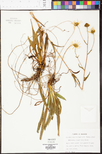 Helianthus longifolius image