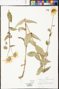 Helianthus mollis image