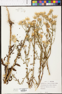 Chrysopsis pilosa image