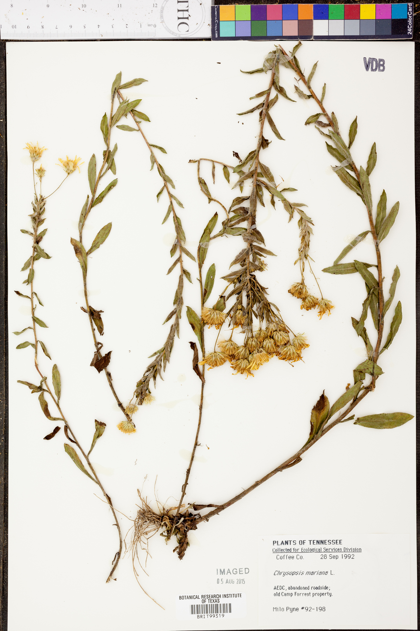 Heterotheca mariana image