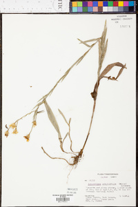 Heterotheca graminifolia image