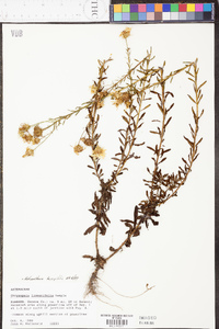 Heterotheca hyssopifolia image