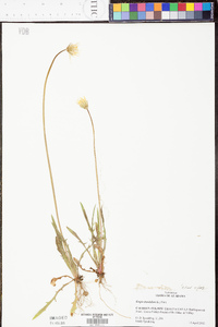 Krigia dandelion image