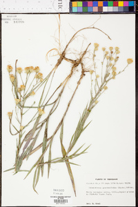 Heterotheca graminifolia image