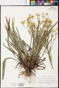 Heterotheca graminifolia image