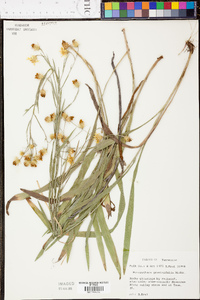 Heterotheca graminifolia image