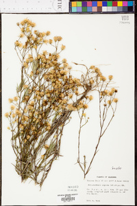 Heterotheca aspera image