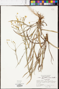 Heterotheca aspera image