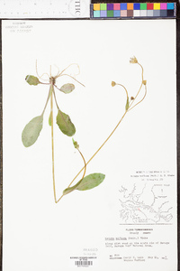 Krigia biflora image