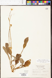 Krigia biflora image