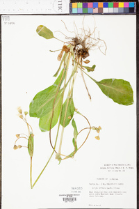 Krigia biflora image