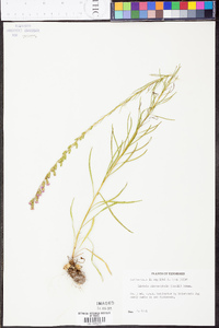 Liatris microcephala image