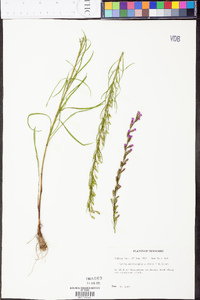 Liatris microcephala image