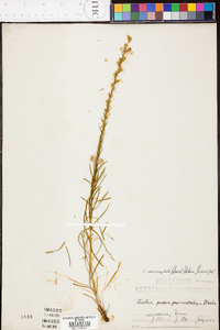 Liatris microcephala image