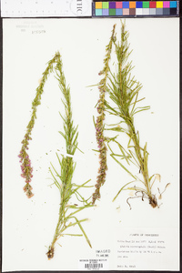 Liatris microcephala image