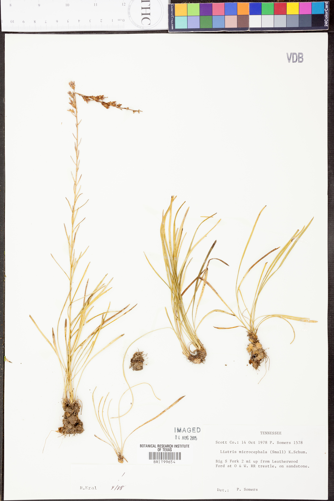 Liatris microcephala image