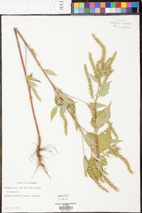 Iva annua image